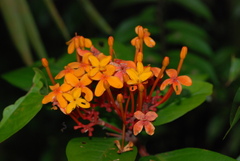 Ixora congesta