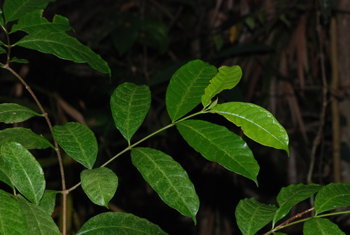 Strophanthus caudatus, photograph 1