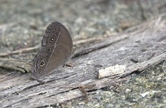 Mycalesis tagala