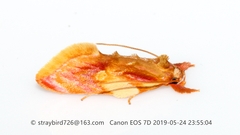 Aeolanthes erythrantis