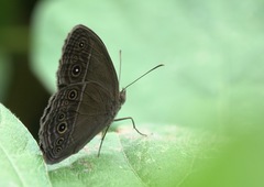 Mycalesis tagala