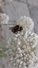 Bombus terrestris
