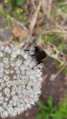 Bombus terrestris