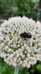 Bombus lapidarius