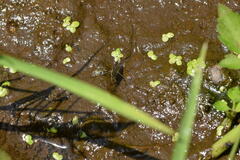 Gerris latiabdominis