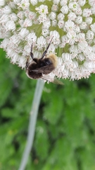 Bombus lapidarius