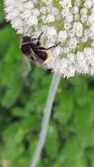 Bombus lapidarius