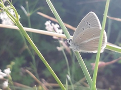 Polyommatus ripartii