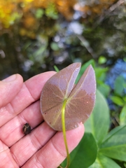 Nymphaea leibergii