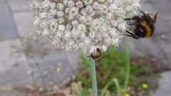 Halictus