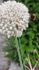 Halictus