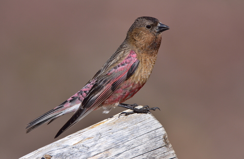 Brown-capped Rosy-Finch