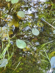 Nymphaea leibergii