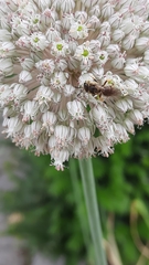 Halictus