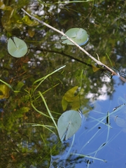 Nymphaea leibergii