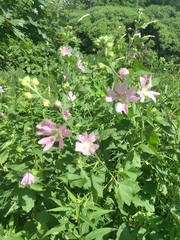 Malva thuringiaca