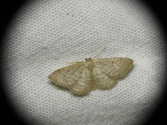 Idaea obsoletaria