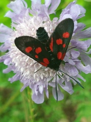 Zygaena viciae
