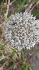 Hylaeus