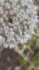 Hylaeus