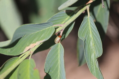Disonycha brevilineata