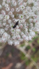 Hylaeus