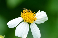 Ceratina fuliginosa