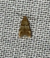 Theisoa constrictella