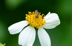 Ceratina fuliginosa