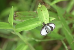 Aeromachus plumbeola