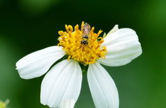 Ceratina fuliginosa