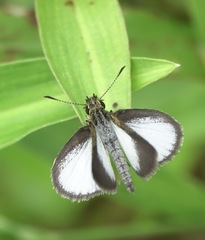 Aeromachus plumbeola