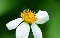 Ceratina fuliginosa