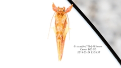 Aeolanthes erythrantis