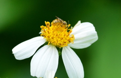 Ceratina fuliginosa