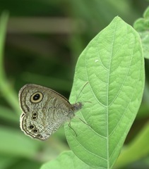 Ypthima stellera