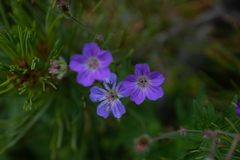 Geranium pseudosibiricum