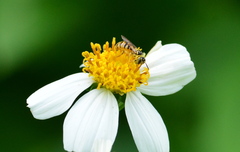 Ceratina fuliginosa
