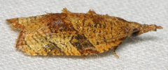 Platynota flavedana