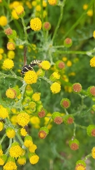 Polistes