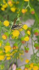 Polistes