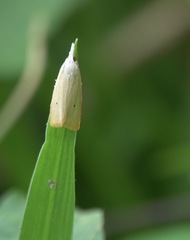 Scirpophaga incertulas