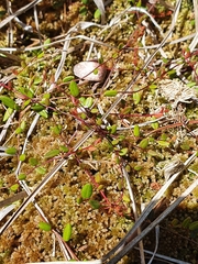 Vaccinium microcarpum
