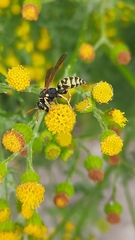 Polistes
