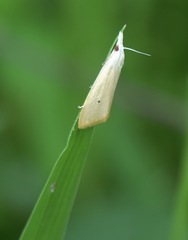 Scirpophaga incertulas