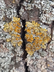 Xanthoria parietina