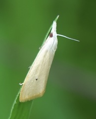 Scirpophaga incertulas
