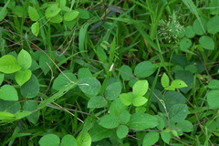 Scirpophaga incertulas