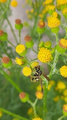 Polistes