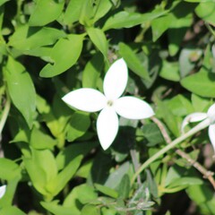 Bouvardia longiflora